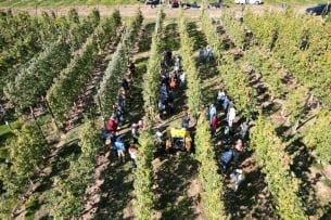 An orchard is filled with people milling about. A yellow piece of machinery sits in the middle of the orchard.