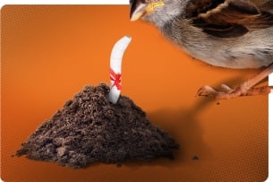 A bird looking at a worm that's a diploma
