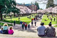 University of Washington quad with cherry trees in full bloom