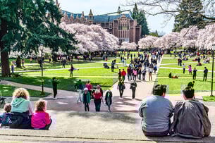 University of Washington quad with cherry trees in full bloom
